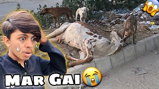 Ye Cow Kaise Mar Gai 😭 | Phadda Hogiya Mandi Mein 😱 Ismail Goth Cow Mandi 2024 | Mandi Vlogs |