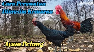 CARA PERAWATAN AYAM PELUNG DIMUSIM KEMARAU | SUPAYA TERHINDAR DARI BERBAGAI PENYAKIT