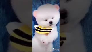 tiktok di cagnolino puccioso