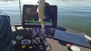 Watch screen as I jerk a crappie out of stake bed