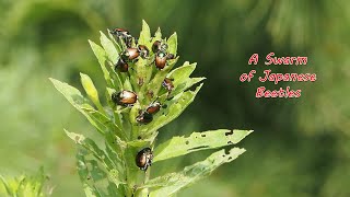 Swarm of Japanese Beetles, Fletcher Wildlife Garden