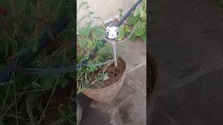 simple ideas to decorate terrace garden#viral #2023 #shortsvideo #shorts