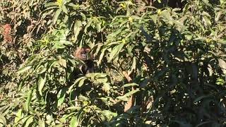 Lion tailed macaque at Thekkady Aranya Nivas