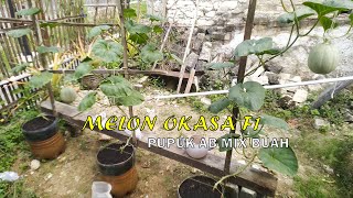 Melon OKASA F1 | Cara Menanam Melon Dari Biji Di Galon