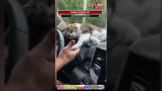 beast cute new cat funny video/cute cats baby