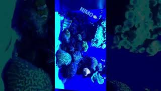 #shorts #aquarium #aquariumfish #nimotv #nimotv #palma #amazing #reels #fish #mindblowing