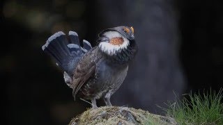 Sooty Grouse Calling