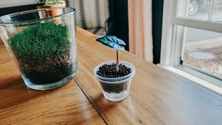 Mini Self Watering Planter DIY! Corm Growing Fluval Planter. Fluval Planting. Stratum Watering.