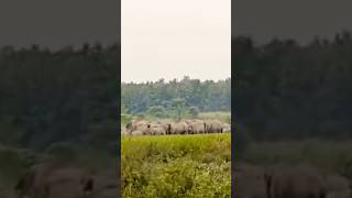 What if a Herd of Elephants invade your agriculture ??