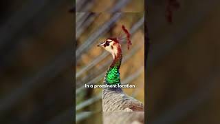 Peacock Mating Dance #peacock