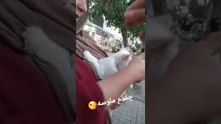 #ملوس #catvideo #cat