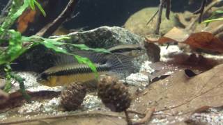 Apistogramma Elizabethae Sao Gabriel F1