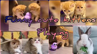 Funny playful kittens playing together |Cute kittens playing naughtily |Cute rabbit eating 💕kittens💕