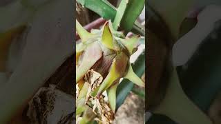 Dragon fruit നിറം മാറി തുടങ്ങി. പൂവ് ഉണ്ടായി 28 ദിവസം അടുത്ത ആഴ്ച ആകും.