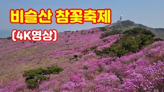 비슬산 참꽃축제 (4K 영상),              음악 / 진달래꽃