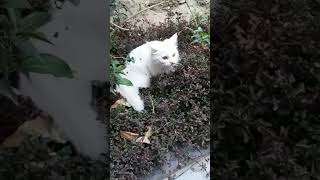 cute 😺 cat playing in garden