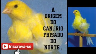 A origem do Canário Frisado do Norte , a série #2