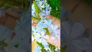 Blue Flower Plumbago Auriculata #shorts #beautiful #flowers #shortvideo