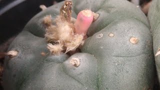 Conservación en polen de peyote