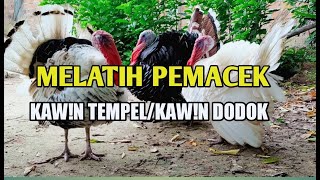 CARA MELATIH PEMACEK KAW!N TEMPEL/KAW!N DODOK | TERNAK AYAM KALKUN