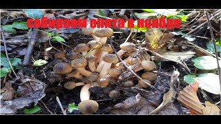 Посмотрите сколько опят я собрала за 30 минут. Эта прогулка меня порадовала!Mushrooms in November.🌲🌳