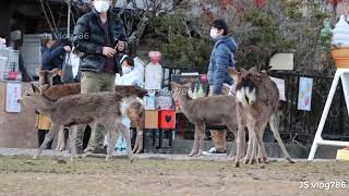 Discover Nara Park: Japan's Historic Deer Park | Jsvlog786