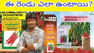 #మిరప లో #Yashaswini & #Bayer #2222 ఎలా ఉంటుంది? దిగుబడి ఎలా ఉంటాయి.. #విత్తనం మార్పు జరిగిందా?