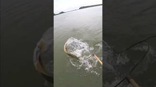 Трофейная от Ксюшки #fishing #спиннинг #рыбалка