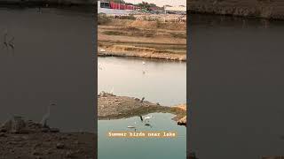 White cranes near lake and Siberian birds