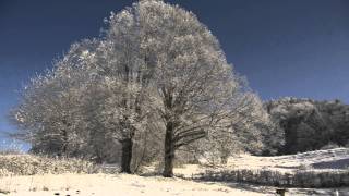 CEF, "Kilchzimmer" -- winter frost (Langenbruck, Switzerland)