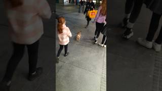 When ya get over ya fear of dogs and actually walk and stroke a dog  #trending #shorts #shortvideo