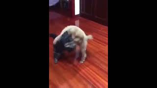 dog judo