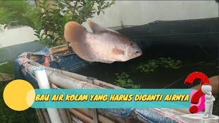 CARA BUDIDAYA IKAN GURAME DI KOLAM BETON - BAU AIR KOLAM YANG HARUS DIGANTI AIRNYA