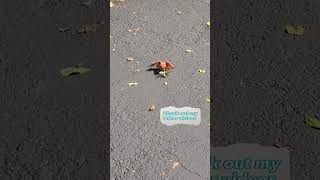 Praying mantis fight with Cardinal bird