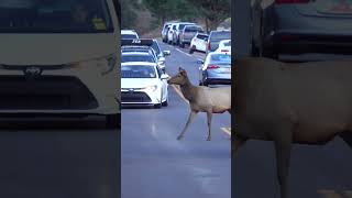 The Busy Elk Rut in the Rocky Mountain National Park