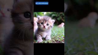 Cuteness Overload: Why Kittens are Irresistible