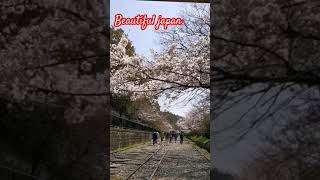 Beautiful japan. cherry blossom.#travel #love #song