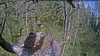 Cigueña negra defendiendo su nido ante el ataque de un aguila