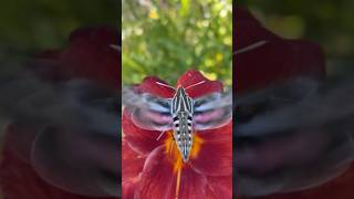 Hummingbird Moth!