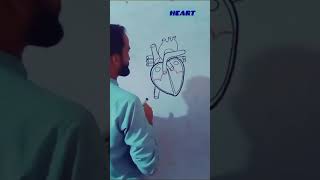 Human heart ll easy diagram ll Heart ll Diagram ll Anwaar Bosan