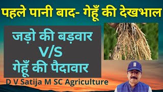 Gehu me roots ki badwar aur paidawar | Roots growth v/s production | phosphorus,nitrogen, sulphur |