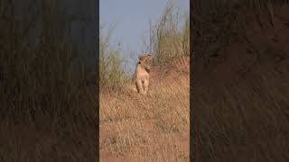 young lion on the red sand dunes of Kgalagadi