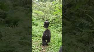 Our Close Encounter with the Mountain Gorillas!🤔#shorts #safari #travel #travelling