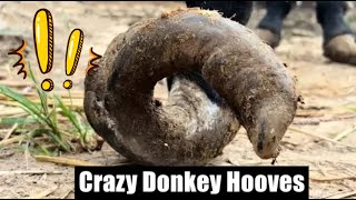 Crazy Donkey Hoof Trimming - Rescue Donkey - Unique ASMR&7