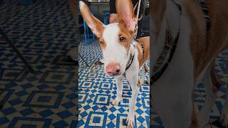 Ibizan Hound