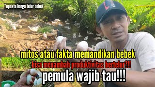 mitos atau fakta memandikan bebek bisa menambah produktivitas bertelur?!!pemula wajib tau!!