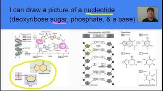 🧬DNA & Nucleotides in 1 minute - Mr Pauller