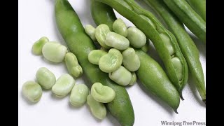 How to Grow Broad bean at Home (Pot or Garden)