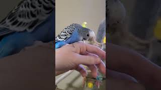 BUDGIE FUN!