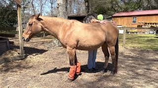 Grounding with Horses